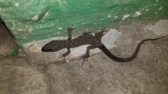 Lepidophyma smithii