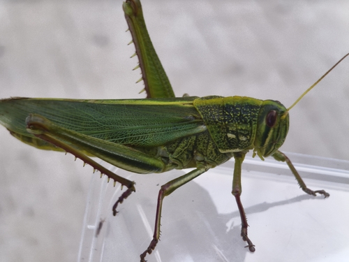 Large Green Grasshopper