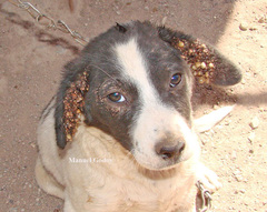 Rhipicephalus sanguineus