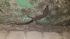 Lepidophyma smithii