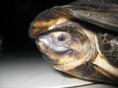 Black Marsh Turtle photo 2