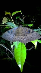 Erebus walkeri
