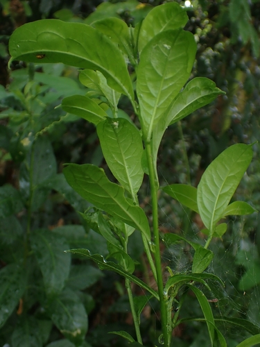 Cestrum nocturnum observed 2026-10-16