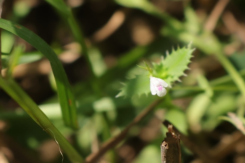 Bonnaya ciliata observed 2026-10-16
