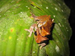 Blue-Spotted Bushfrog photo 2