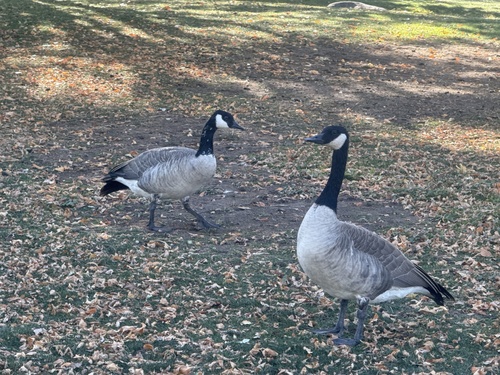 Canada Goose