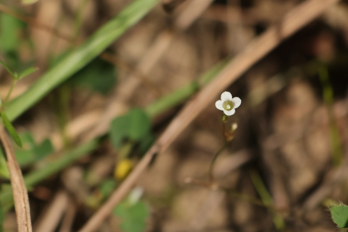 Mitrasacme pygmaea observed 2026-10-16