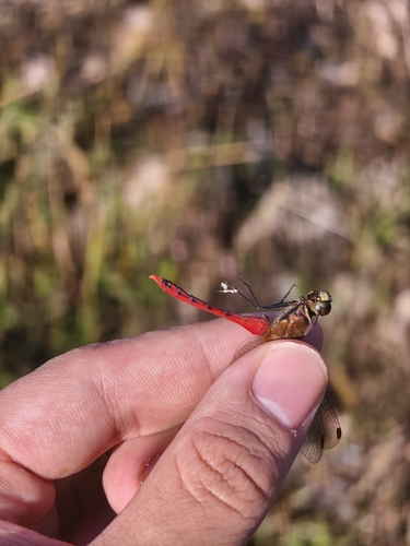 Four-tipped Darter