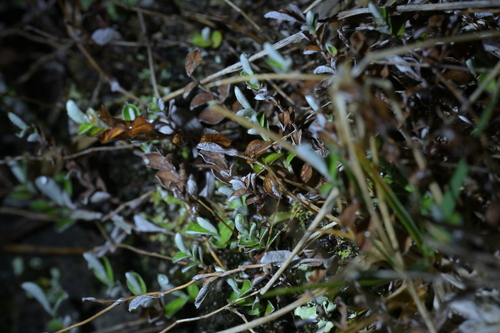 Helichrysum filicaule observed 2026-10-09