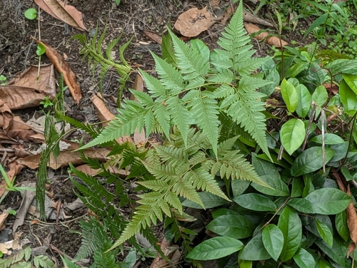 Davallia denticulata observed 2026-10-16