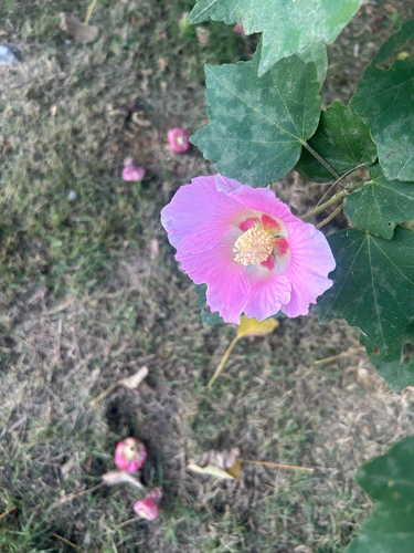 Cotton Rosemallow
