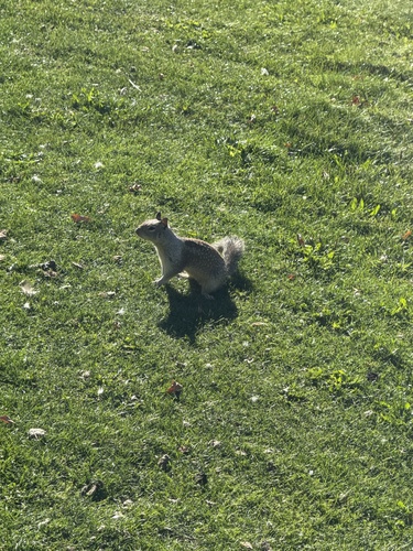 California Ground Squirrel