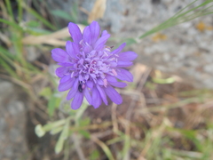 Pterocephalus brevis