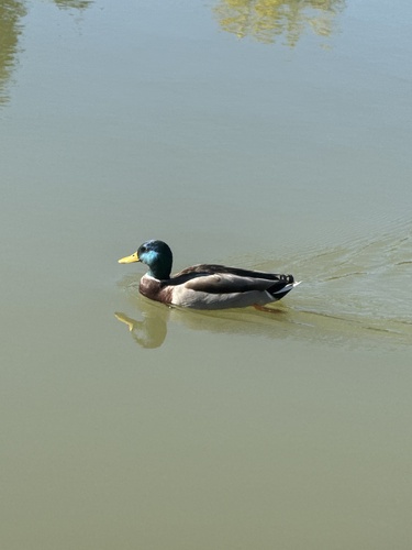 Mallard