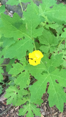 Stylophorum diphyllum