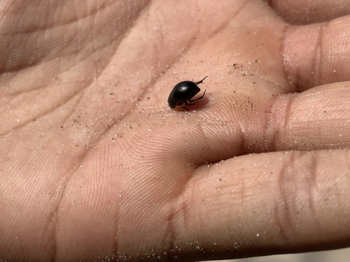iNaturalist observation photo of Coniontis