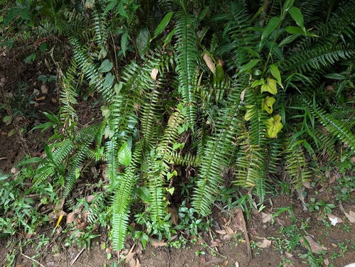Asplenium longissimum observed 2026-10-16