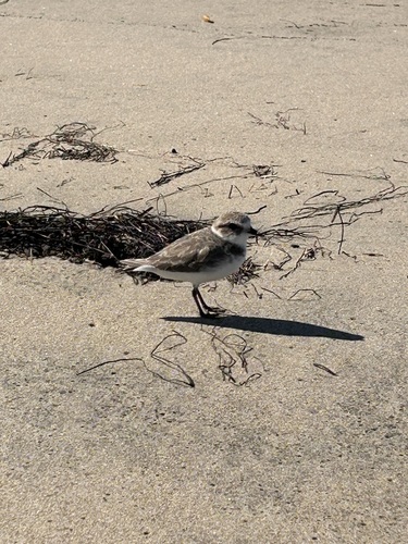 iNaturalist observation photo of Snowy Plover