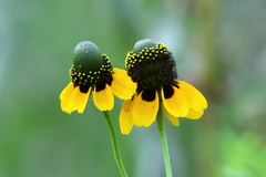 Rudbeckia amplexicaulis
