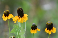 Rudbeckia amplexicaulis
