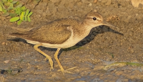 Common Sandpiper