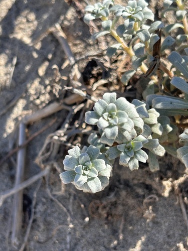 iNaturalist observation photo of beach suncup
