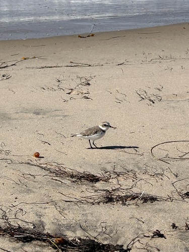 iNaturalist observation photo of Snowy Plover