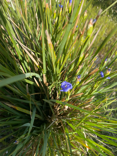 Orthrosanthus multiflorus, 2026-10-16