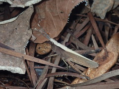 Phlaeoba antennata