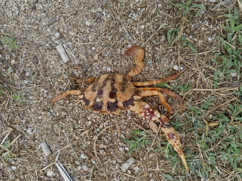 Coral Swimmer Crab