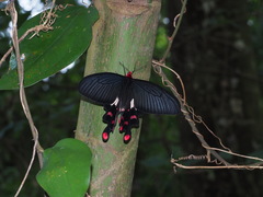 Byasa polyeuctes