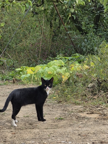 Domestic Cat