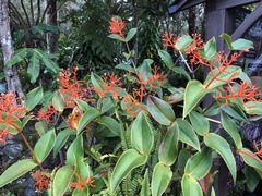 Medinilla scortechinii