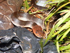 Orange-Lipped Keelback photo 5