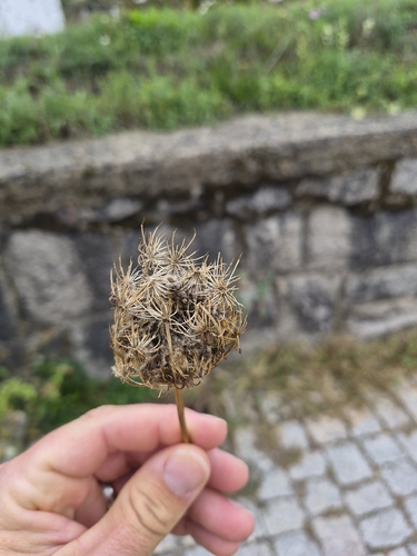 wild carrot