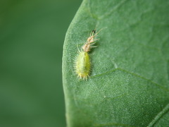 Cassida circumdata