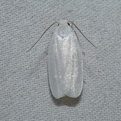 Antaeotricha albulella