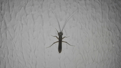 Mantoida