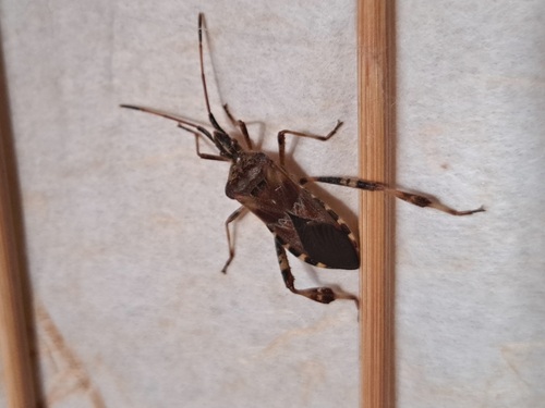 Western Conifer Seed Bug