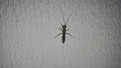 Mantoida