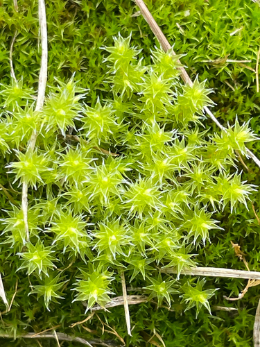 Niphotrichum canescens observed 2026-10-15