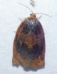 Archips infumatana