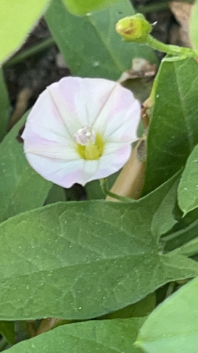 field bindweed