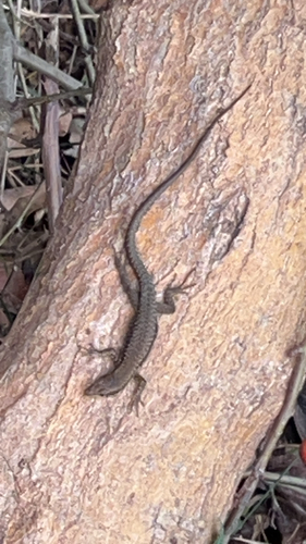 Common Wall Lizard