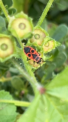 European Firebug