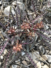 Pedicularis semibarbata charlestonensis