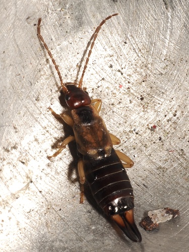 Western Earwig