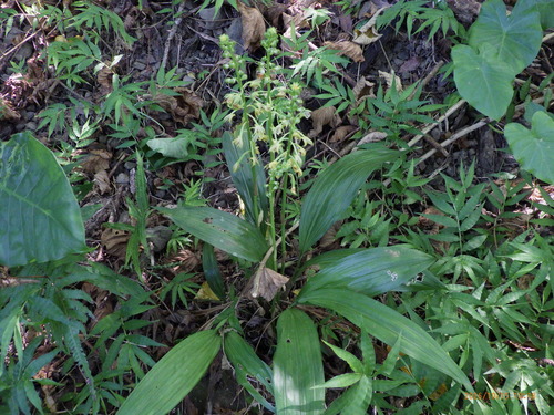 Eulophia pulchra observed 2026-10-15