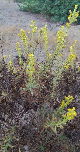 false yellowhead