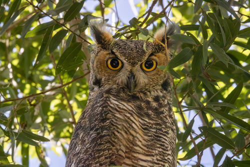 Great Horned Owl